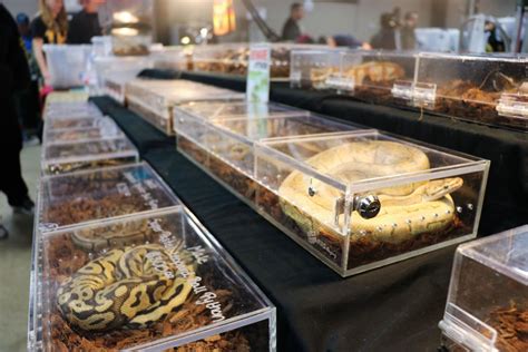 Mcqueeney reptile expo. Things To Know About Mcqueeney reptile expo. 